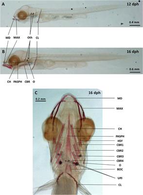 Short-term effects of estradiol and bisphenol A on gene expression associated with early head mineralization in the seabass Dicentrarchus labrax